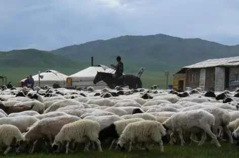 Troupeau de moutons - Mongolie