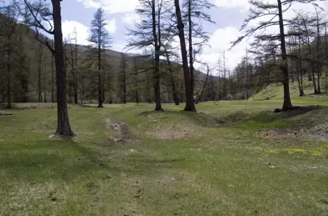 Forêt de conifères - Mongolie