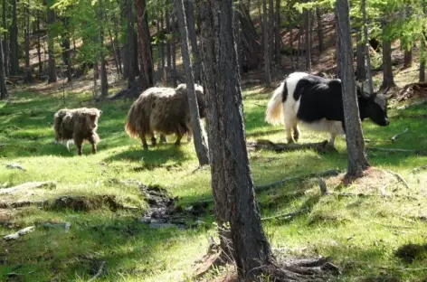 Yak en forêt - Mongolie