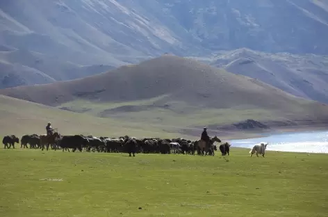 Troupeaux près du lac Khukh - Mongolie