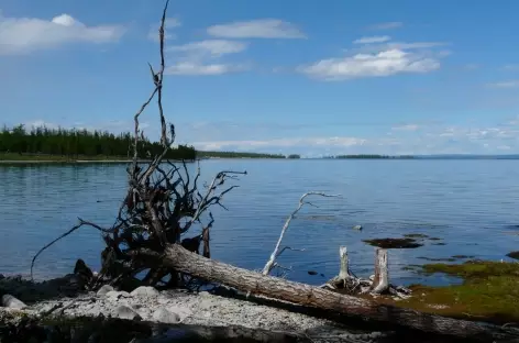 Rives du lac Khovsgol - Mongolie