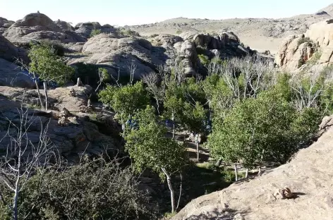 Vallée d'Yoliin Am - Mongolie