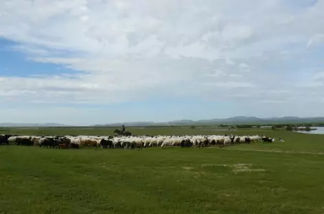 Troupeau de moutons, Mongolie