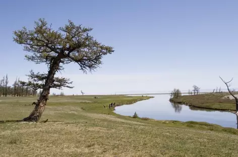 Rives du lac Khovsgol - Mongolie