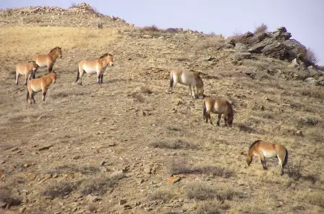 Chevaux sauvages de Prjevalski - Mongolie