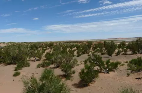 Forêts de Saxaoul - Mongolie