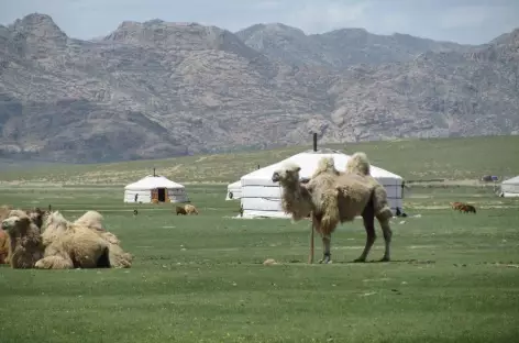 Chameaux de Bactriane - Mongolie
