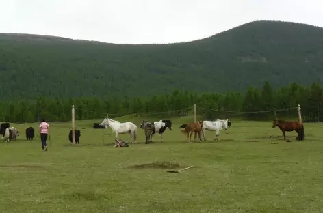 Chevaux - Mongolie