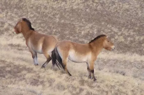 Chevaux sauvages de Prjevalski - Mongolie