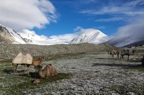 Camp des chameaux - Mongolie