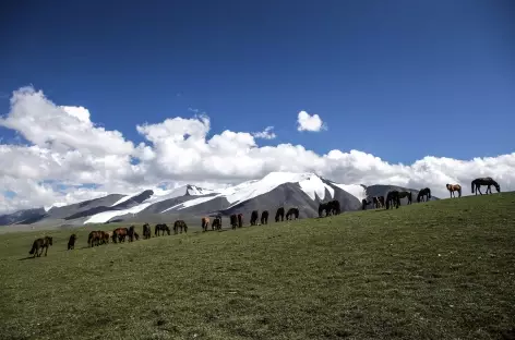 Chevaux - Mongolie