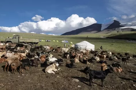 Troupeaux de chèvres - Mongolie