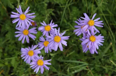 Fleurs - Mongolie