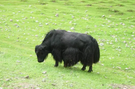 Yak domestique