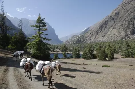 Avant d'arriver à Manang-Népal