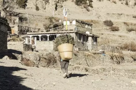 Trek > Camp de Base du Thorung La (4500 m)