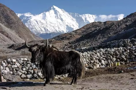 Yak et Cho Oyu - Nepal