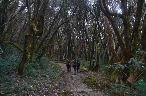 Forêt de rhododendrons - Népal