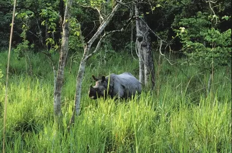 Rhino unicorne, Parc National du Chitwan, Térai - Népal