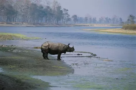 Rhino unicorne, Parc National du Chitwan, Terai - Népal