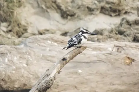 Martin pêcheur, PN, Népal