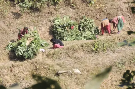 Dans les champs de Chirkeni, Népal