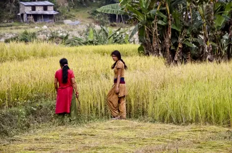 Scène rurale dans la région d'Helambu - Népal