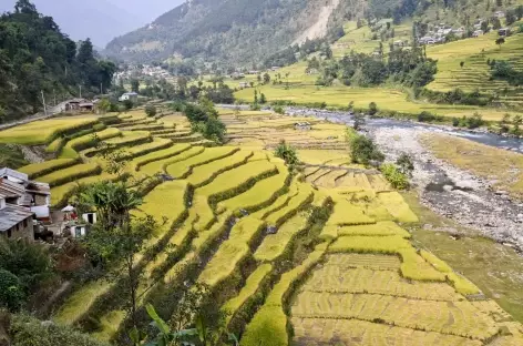 Cultures sur la route d'Helambu - Népal