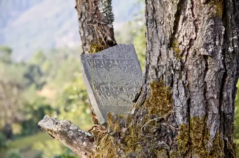 Au détour du chemin - Vallée d'Helambu - Népal