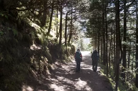 Traversée de forêt avant Tengboche- Népal