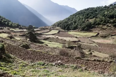 Terrases vers Namche Bazar - Népal