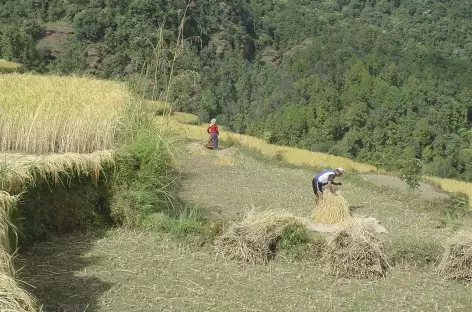 Récoltes vers Chomrong  - Népal
