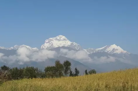 Rizières et Dhaulagiri - Népal