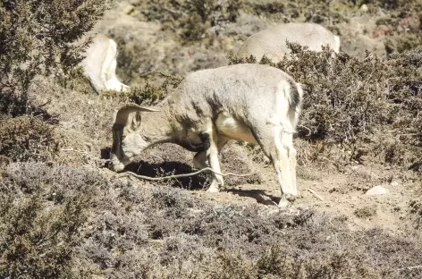 Nagwal, les moutons bleus - Népal