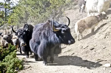 Rencontre avec des Yaks - Népal