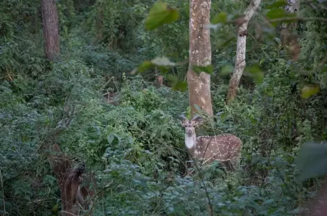 Daim, Parc National du Chitwan, Térai - Népal