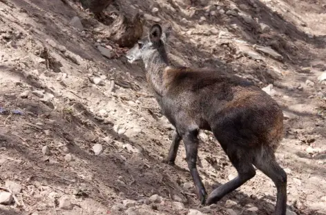 Daim musqué - Népal