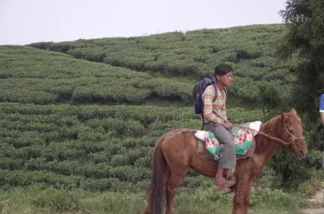Jeune cavalier en Ilam - Népal