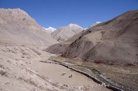 Trek > Numa La (5280 m) > Camp de Base Baga La (4500 m)