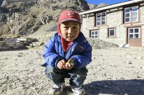 Regard curieux à Lobuche - Népal