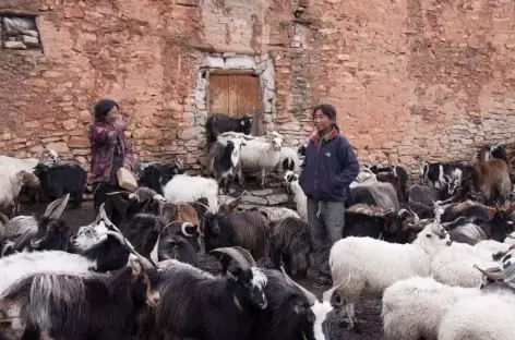 Trek > Gand La (5350 m), Entrée au Haut Dolpo > Shey Gompa (4350 m)