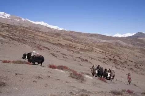 Trek > Col sans nom (4600 m) > Bijor (4000 m)