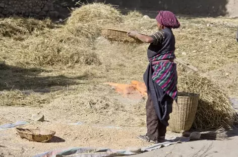 Travaux de récoltes, Mustang - Népal