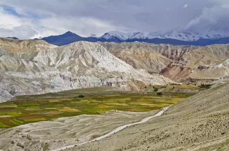 Cultures d'orge et de millet au Mustang (Népal)