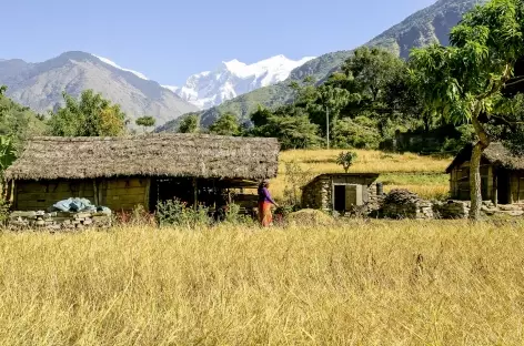 Premières rizières - Népal - 