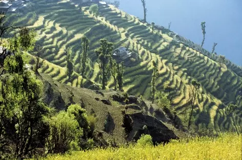 Cultures en terrasses - Népal