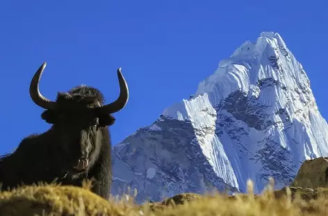 Yak sous la face Nord de l'Ama Dablam - Népal