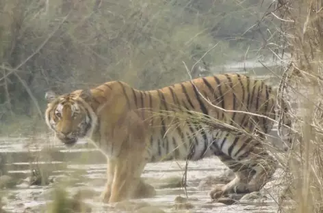 Safari au parc du Chitwan - Népal