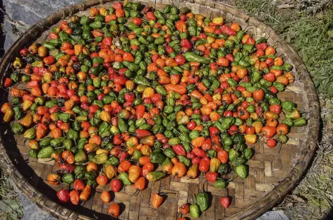 Petits piments - Népal