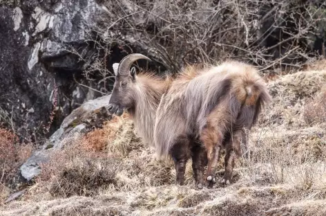 Tahr sous son pelage hivernal - Népal